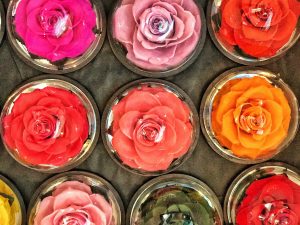 rose-sous-cloche
